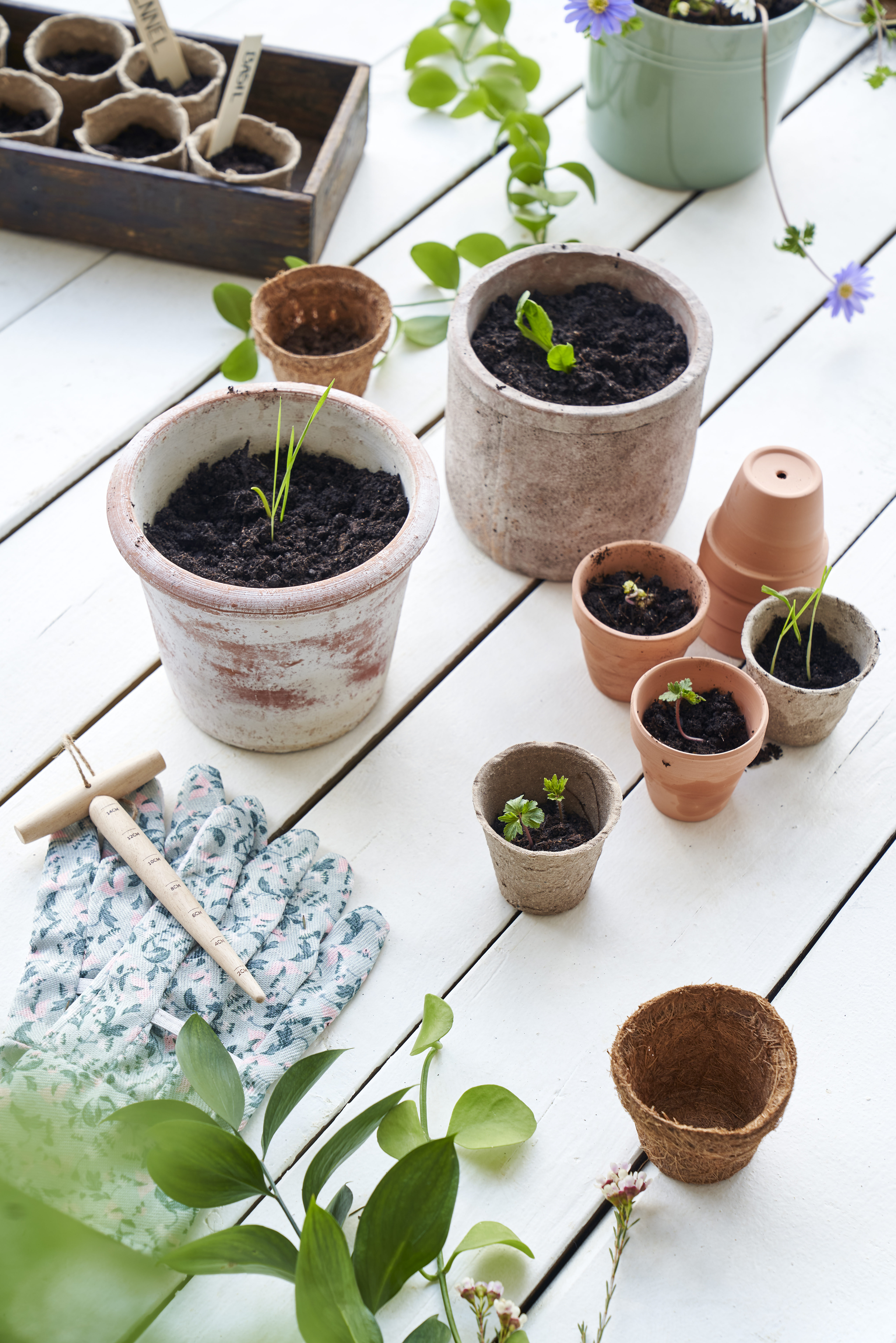 Guide For Pre Sprouting (6)