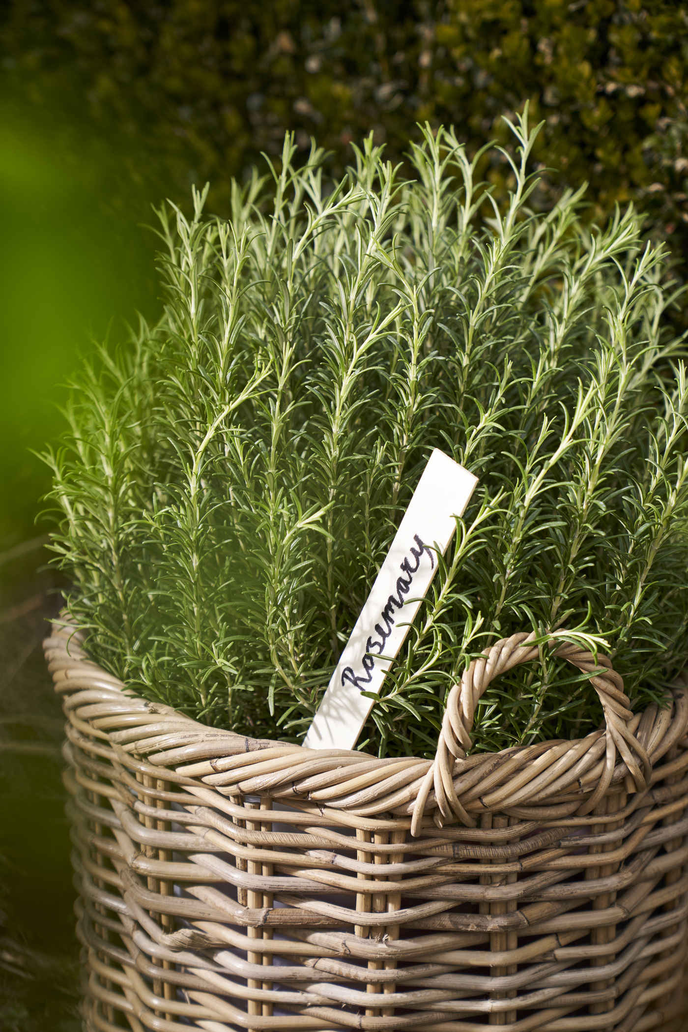 Let The Garden Speak To The Senses (8)