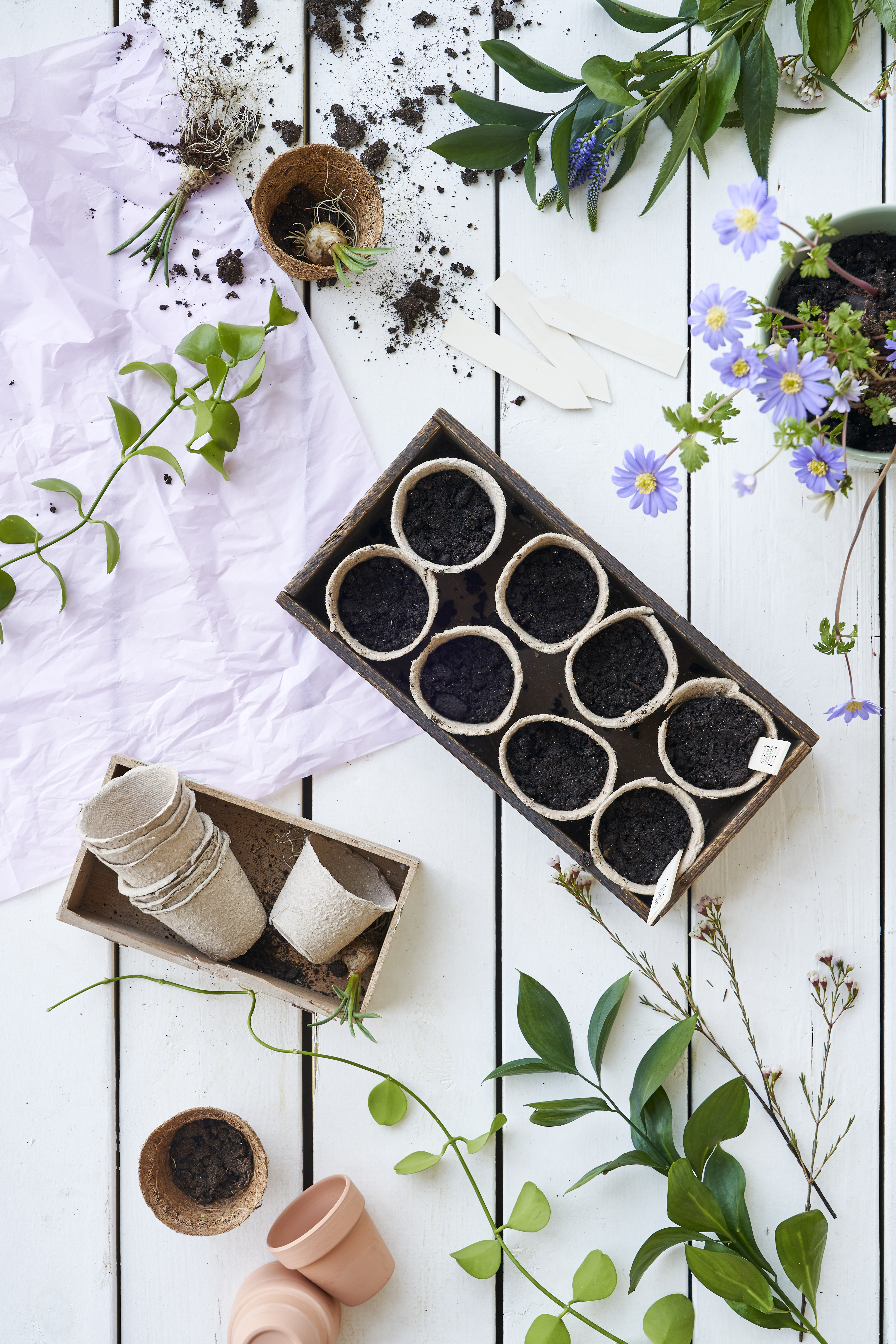 Guide For Pre Sprouting (5)