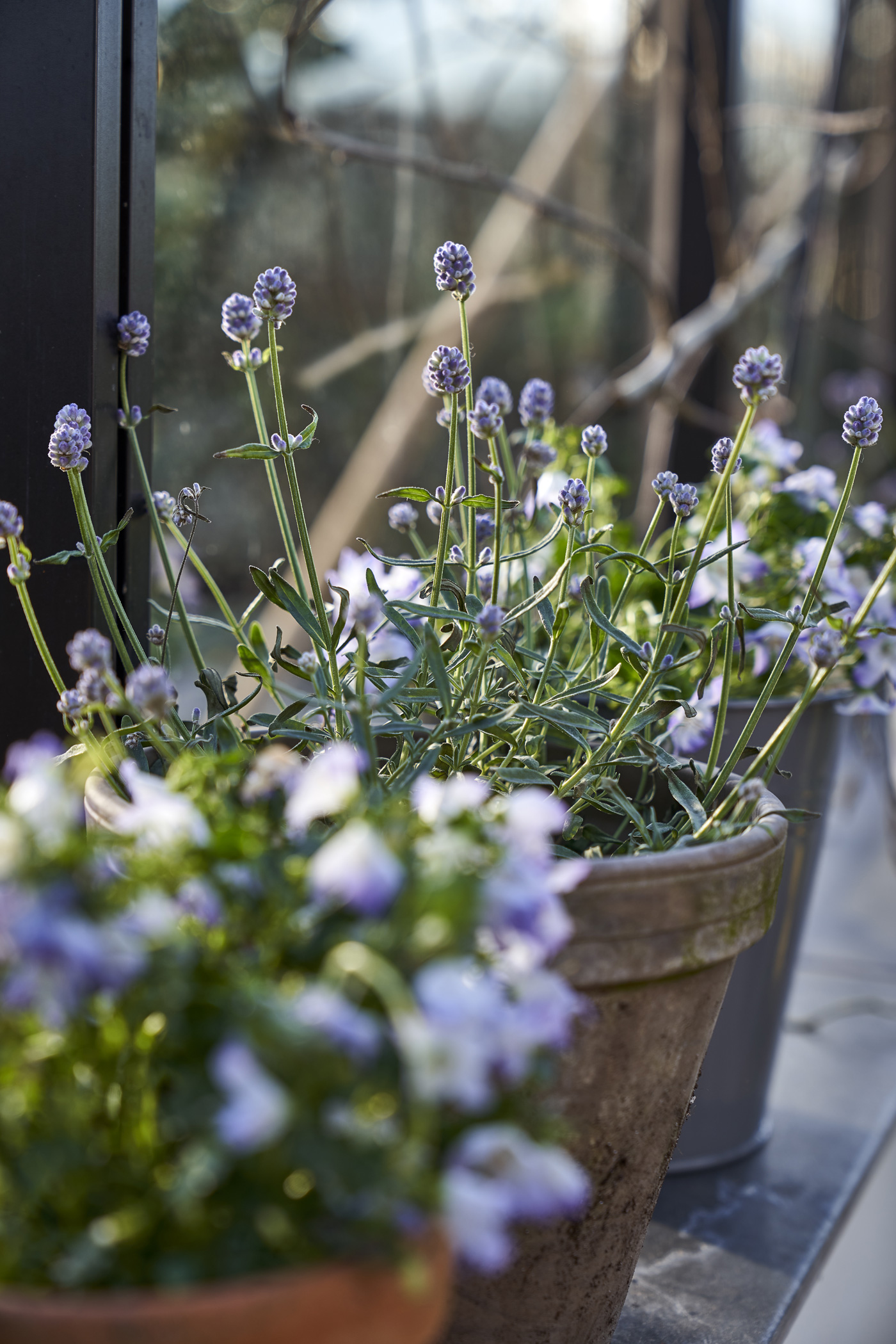 Let The Garden Speak To The Senses (6)