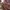 New Artificial Flowers Sostrene Grene Available From 31 July 2025 (2)