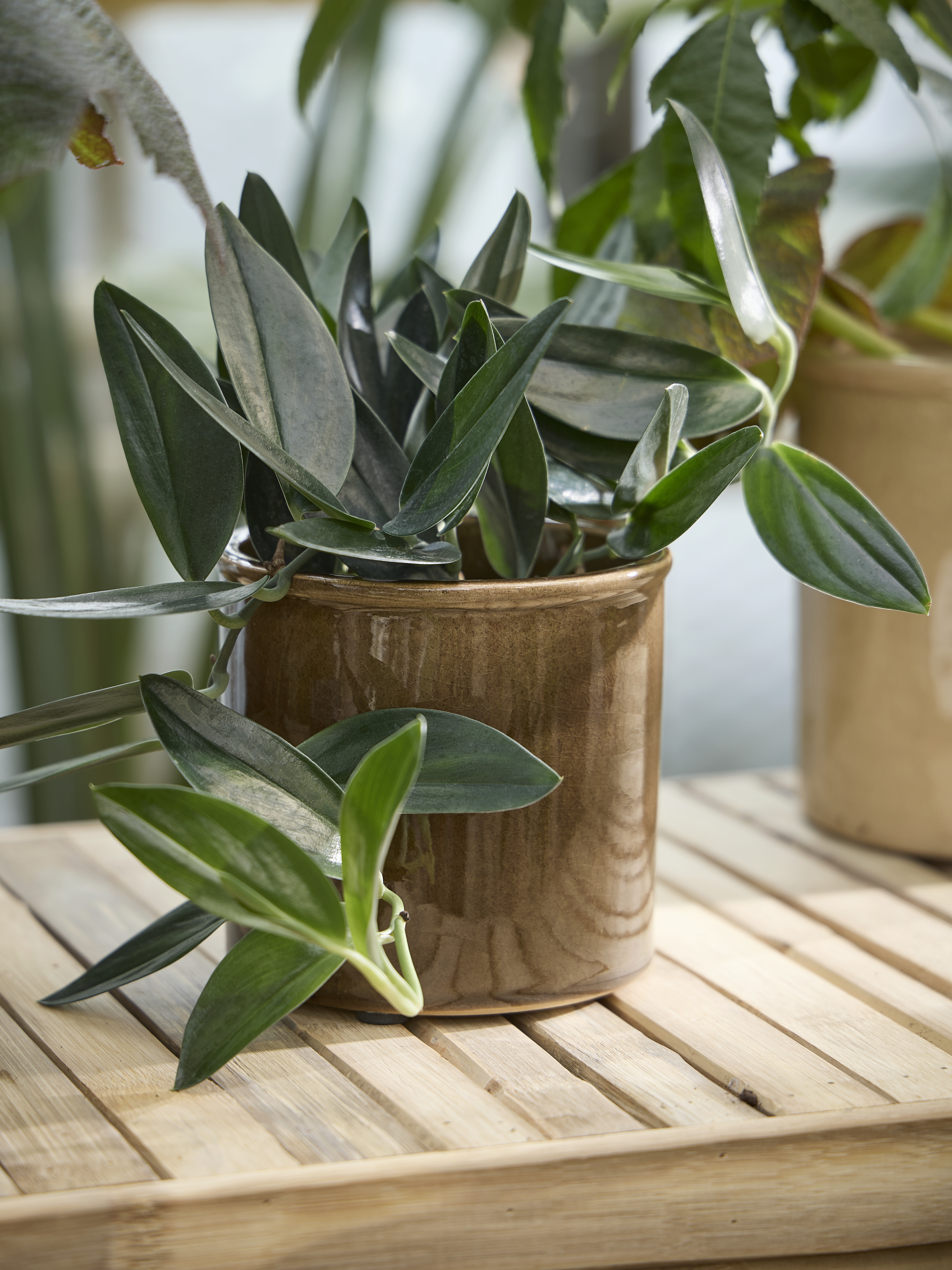 Spring Preparations Sostrene Grene Available From 5 March 2026 (9)