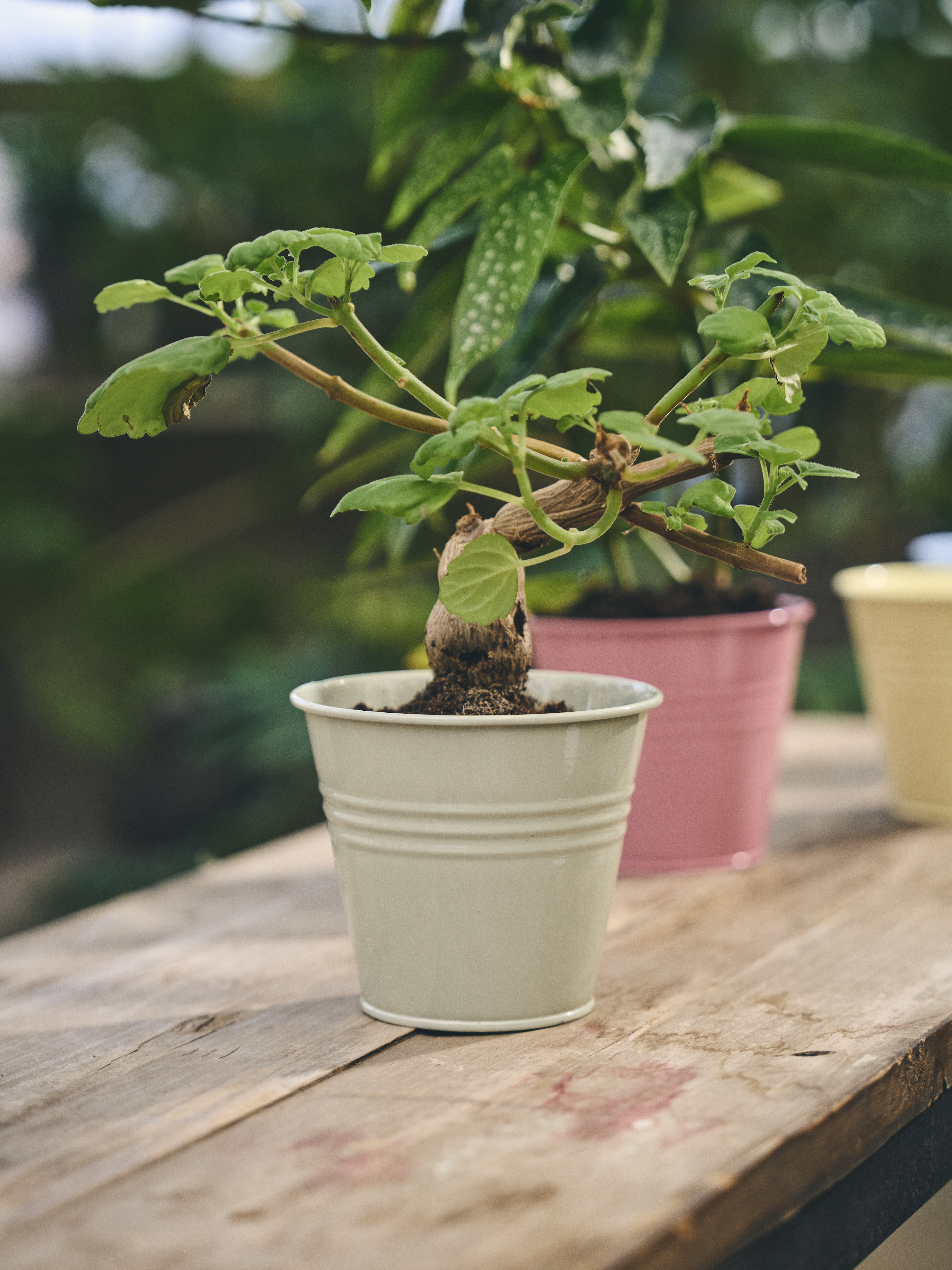 Available From 19 March 2026 Outdoor Living Sostrene Grene (31)