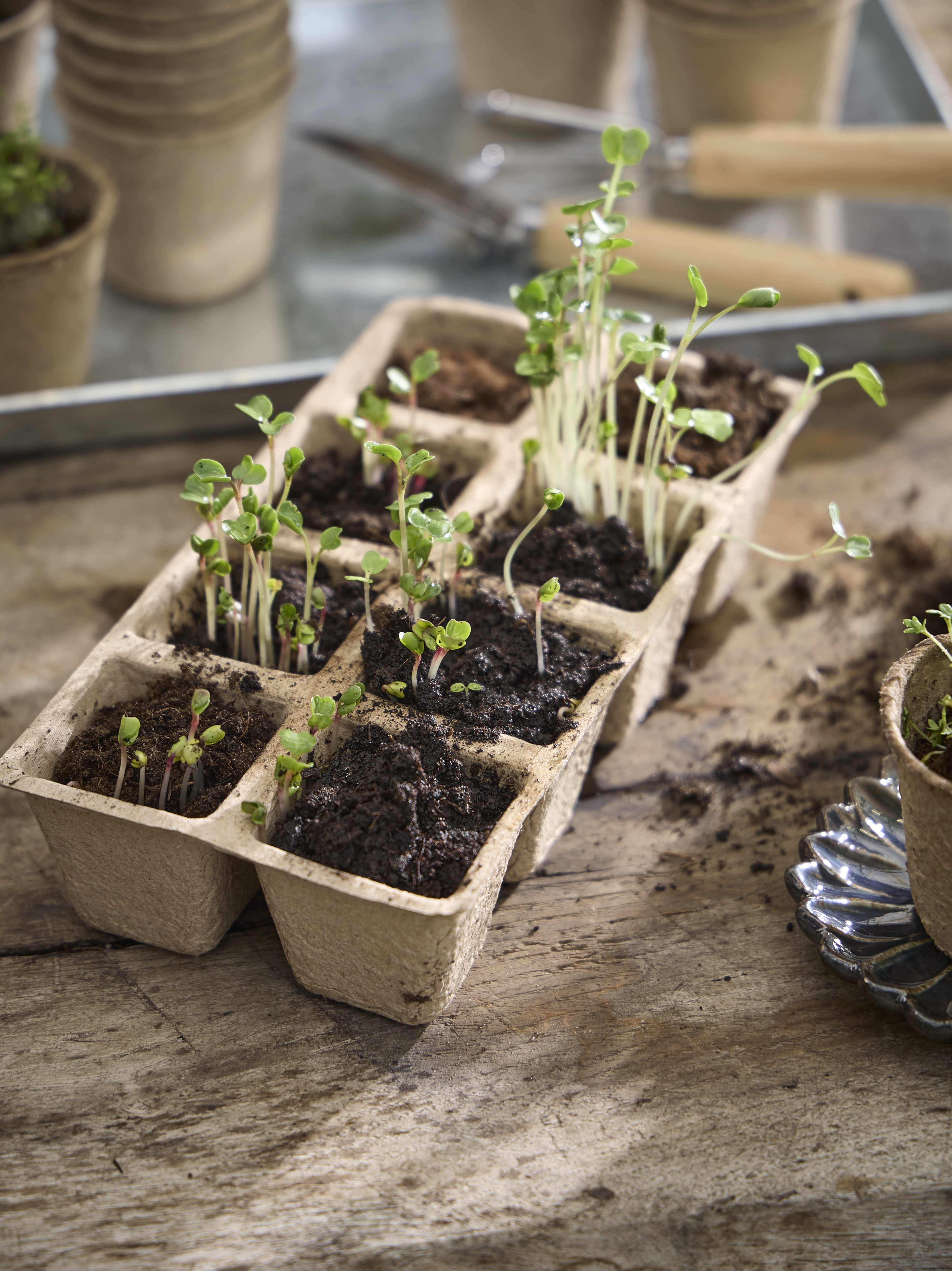 Spring Preparations Sostrene Grene Available From 5 March 2026 (44)