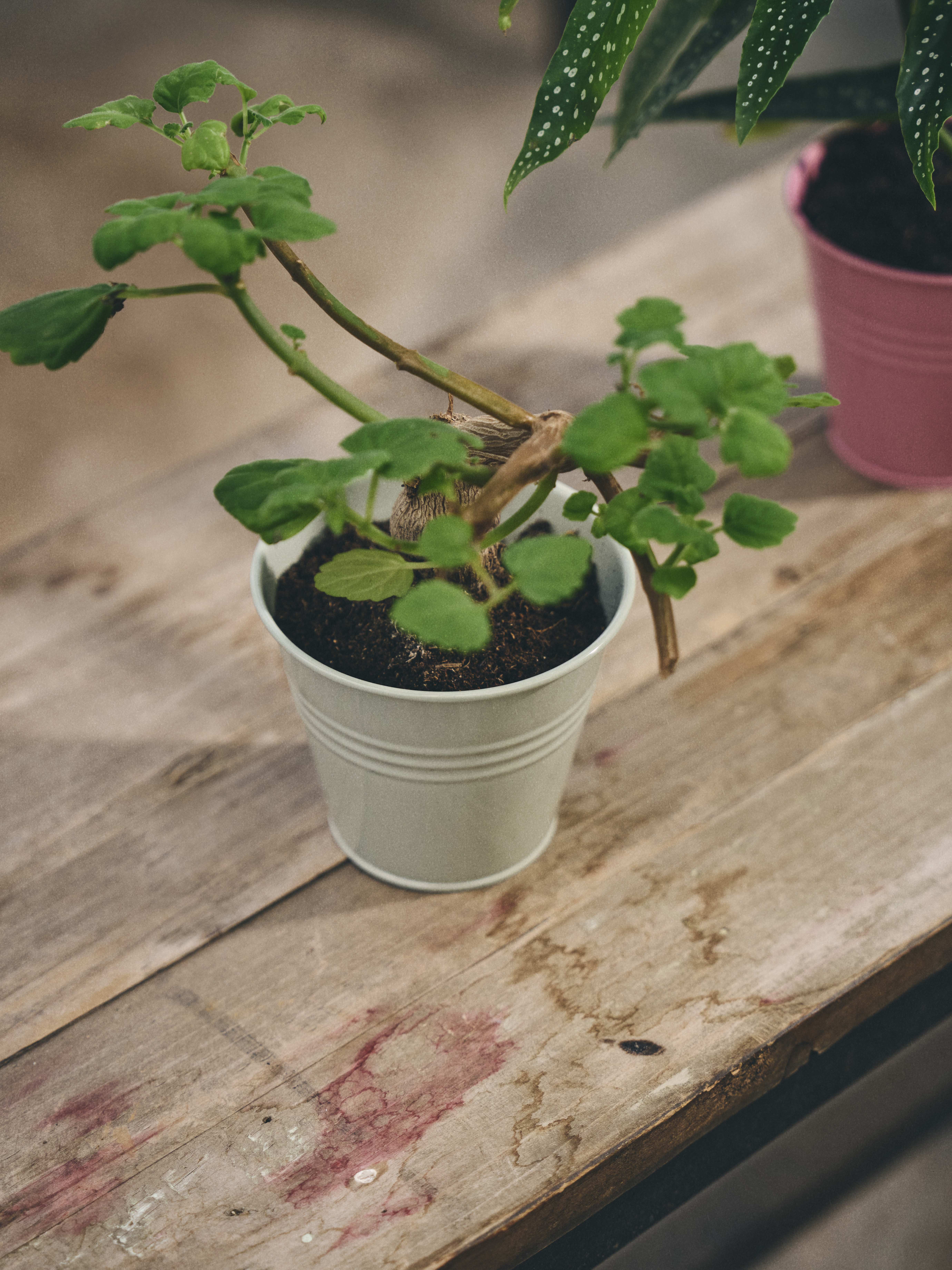 Available From 19 March 2026 Outdoor Living Sostrene Grene (30)