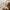 New Artificial Flowers Sostrene Grene Available From 31 July 2025 (3)
