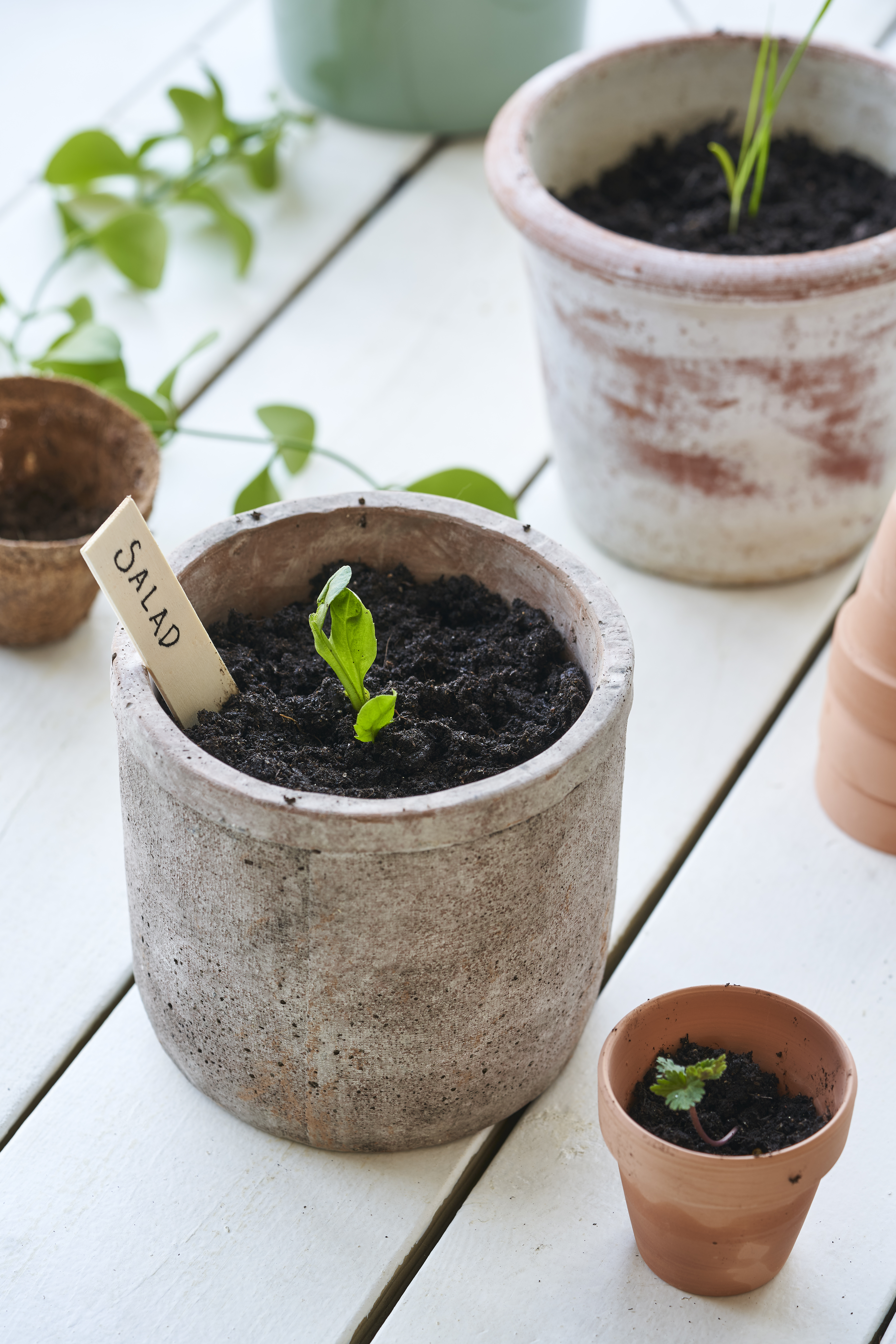 Guide For Pre Sprouting (7)