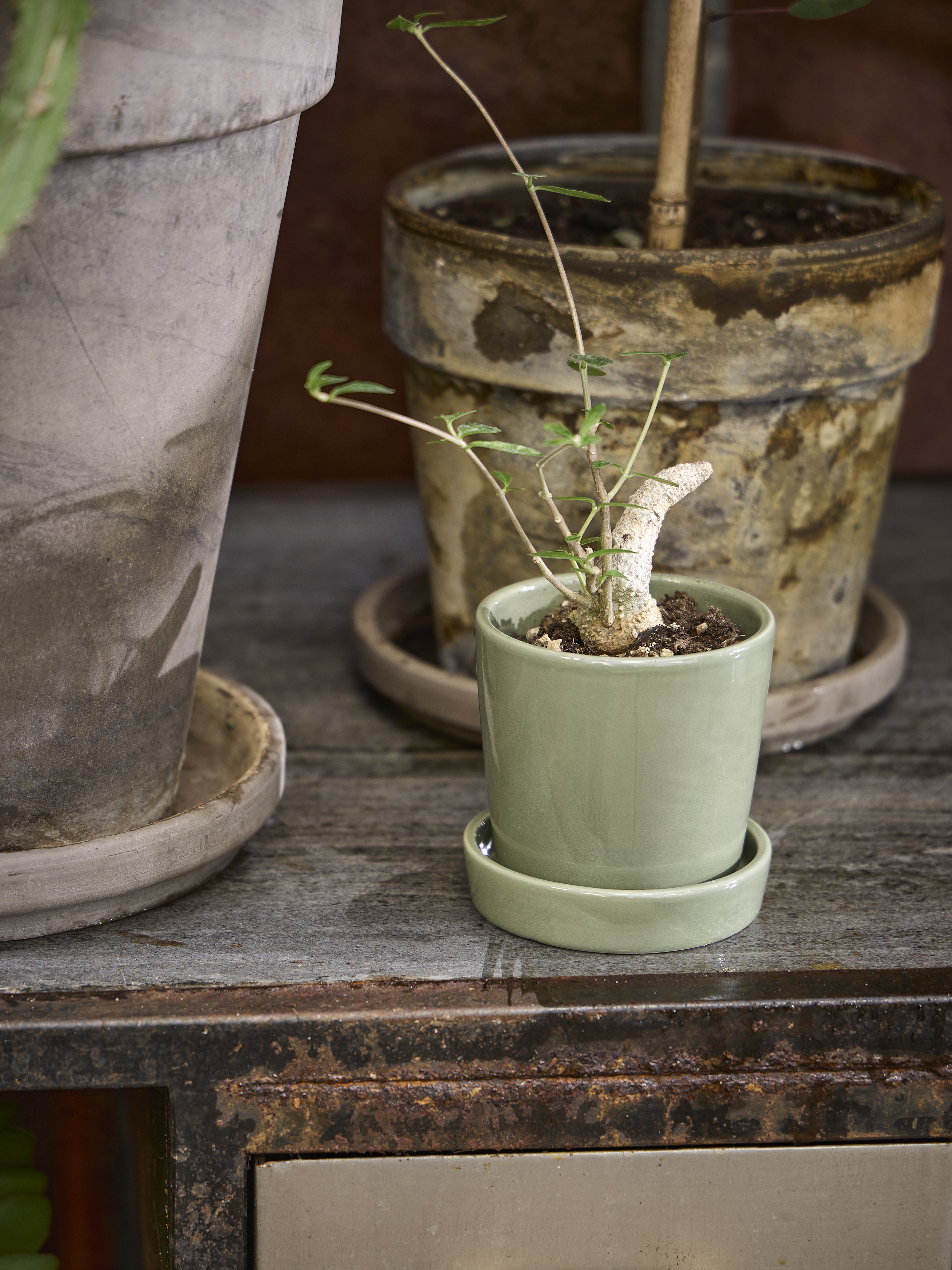 Spring Preparations Sostrene Grene Available From 5 March 2026 (8)