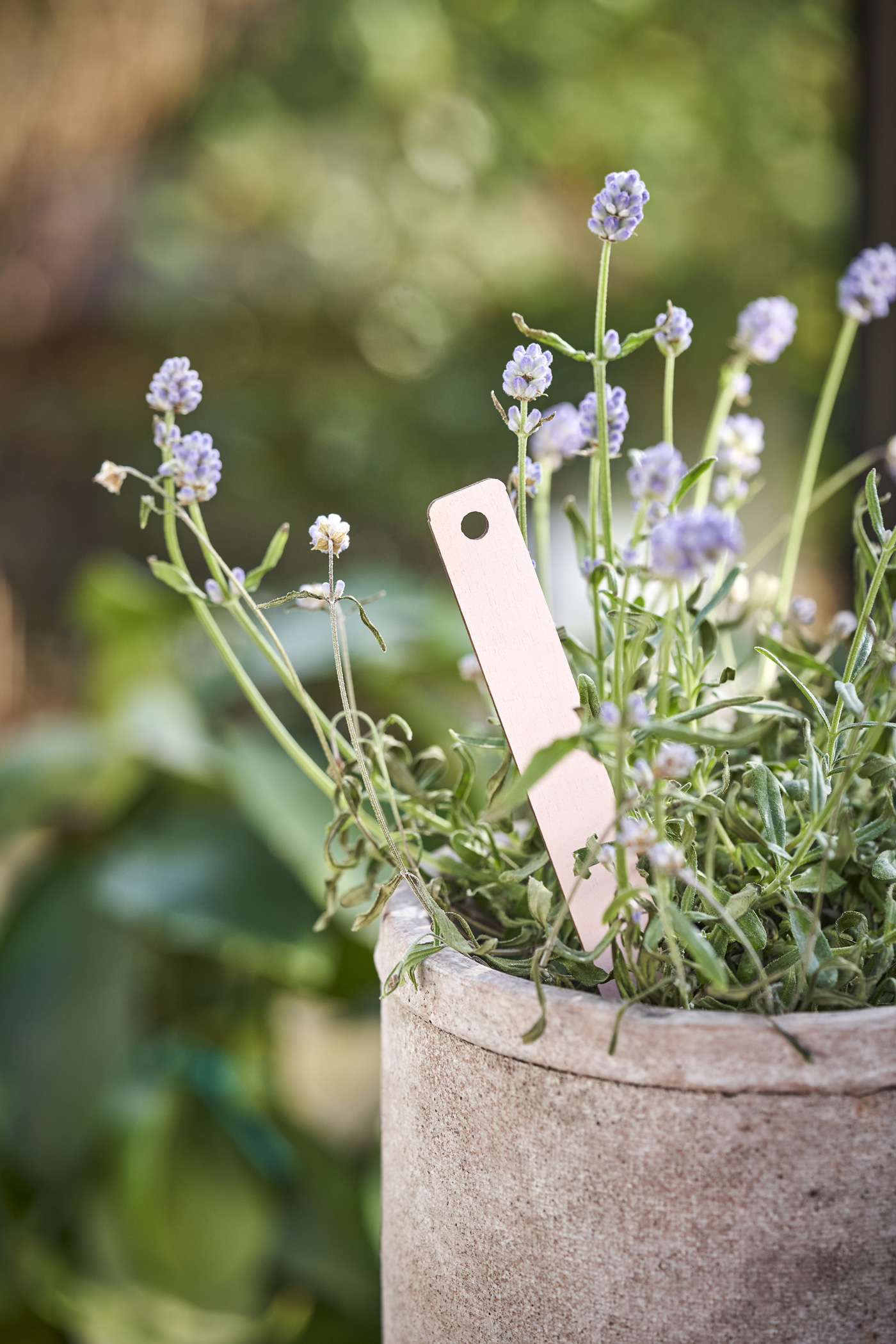 Let The Garden Speak To The Senses (5)